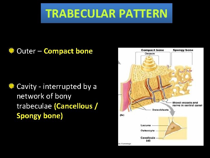 TRABECULAR PATTERN Outer – Compact bone Cavity - interrupted by a network of bony