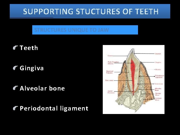 SUPPORTING STUCTURES OF TEETH STRUCTURES UNIQUE TO JAW Teeth Gingiva Alveolar bone Periodontal ligament