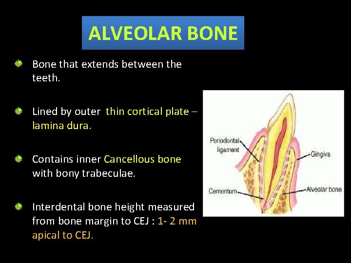ALVEOLAR BONE Bone that extends between the teeth. Lined by outer thin cortical plate