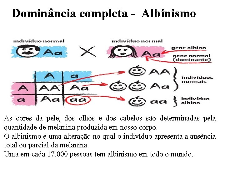  Dominância completa - Albinismo As cores da pele, dos olhos e dos cabelos