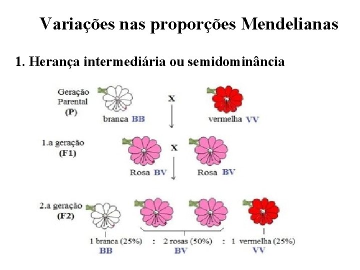 Variações nas proporções Mendelianas 1. Herança intermediária ou semidominância 
