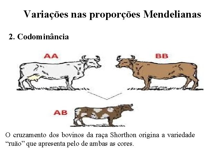 Variações nas proporções Mendelianas 2. Codominância O cruzamento dos bovinos da raça Shorthon origina