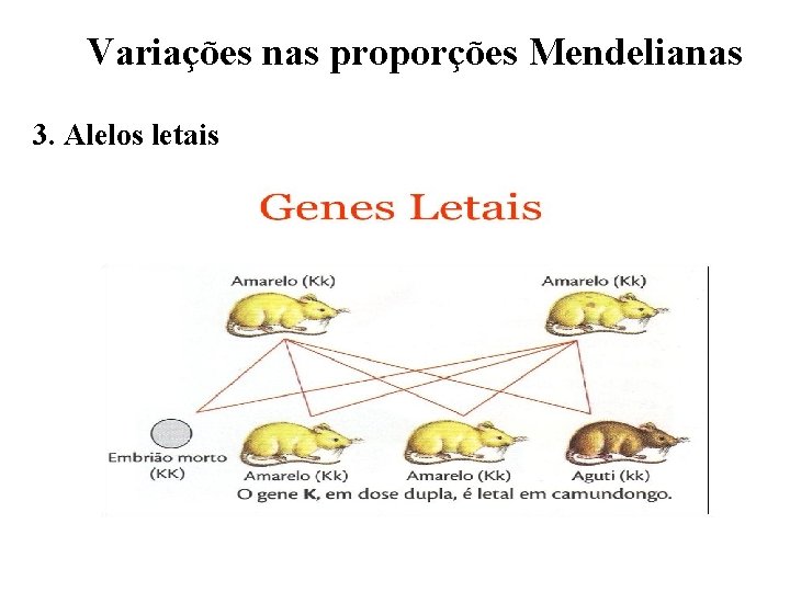 Variações nas proporções Mendelianas 3. Alelos letais 