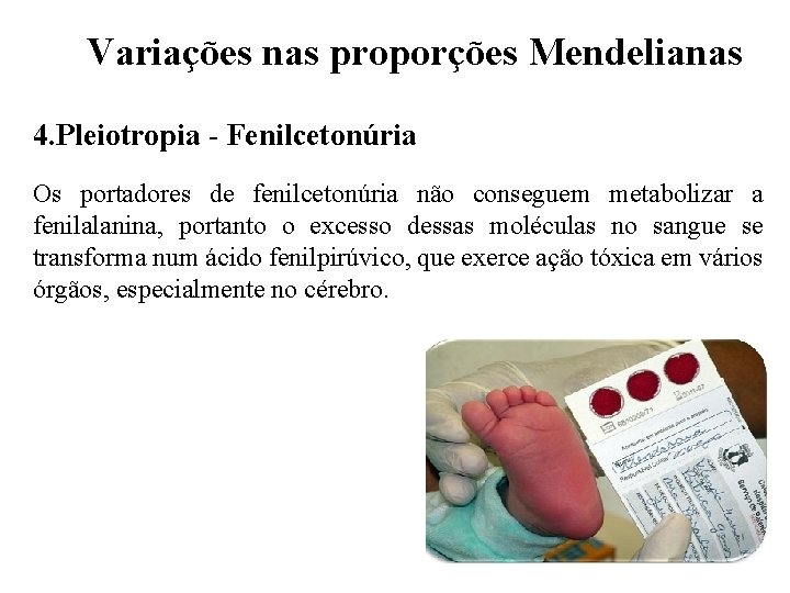 Variações nas proporções Mendelianas 4. Pleiotropia - Fenilcetonúria Os portadores de fenilcetonúria não conseguem