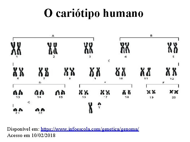 O cariótipo humano Disponível em: https: //www. infoescola. com/genetica/genoma/ Acesso em 10/02/2018 