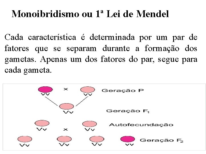 Monoibridismo ou 1ª Lei de Mendel Cada característica é determinada por um par de