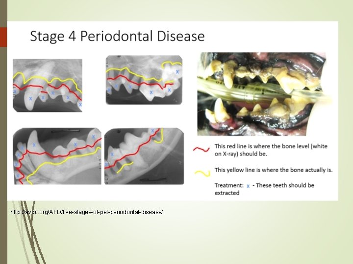 http: //avdc. org/AFD/five-stages-of-pet-periodontal-disease/ http: //avdc. org/AFD/five-stages-of-pet-periodontal-disease/