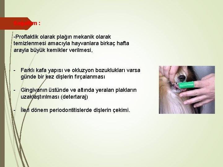 Sağaltım : -Proflaktik olarak plağın mekanik olarak temizlenmesi amacıyla hayvanlara birkaç hafta arayla büyük Sağaltım : -Proflaktik olarak plağın mekanik olarak temizlenmesi amacıyla hayvanlara birkaç hafta arayla büyük