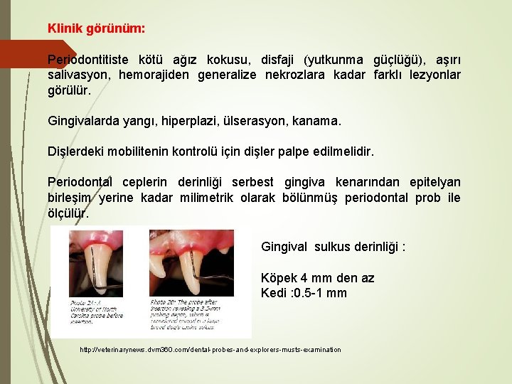 Klinik görünüm: Periodontitiste kötü ağız kokusu, disfaji (yutkunma güçlüğü), aşırı salivasyon, hemorajiden generalize nekrozlara Klinik görünüm: Periodontitiste kötü ağız kokusu, disfaji (yutkunma güçlüğü), aşırı salivasyon, hemorajiden generalize nekrozlara
