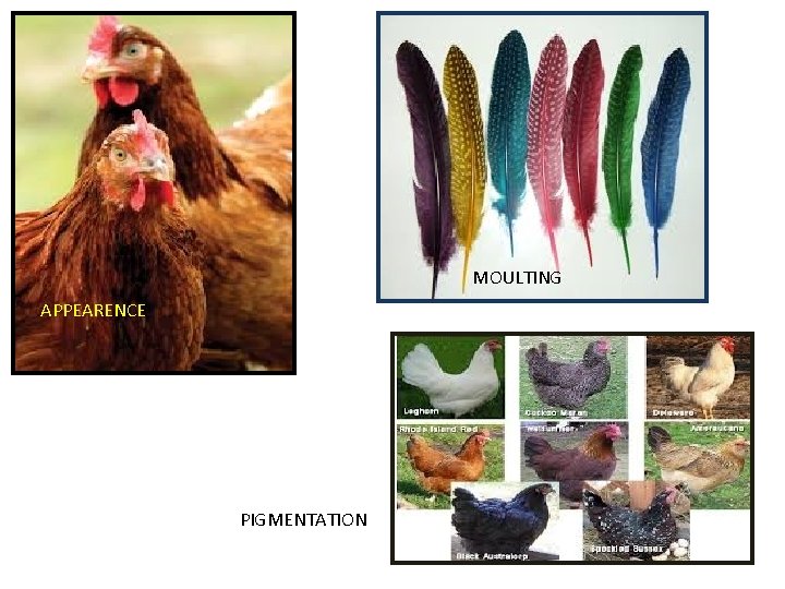 Poultry Color Rejection BREEDING AND REARING Poultry keeping is intended for