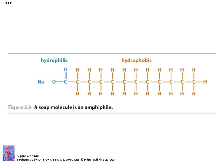 Fig 5. 9 Reproduced from: Biochemistry by T. A. Brown, ISBN: 9781907904288 © Scion Fig 5. 9 Reproduced from: Biochemistry by T. A. Brown, ISBN: 9781907904288 © Scion