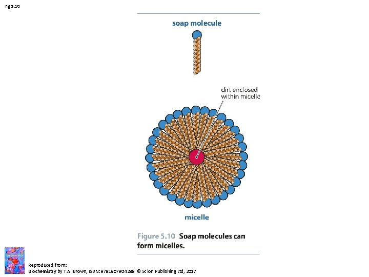 Fig 5. 10 Reproduced from: Biochemistry by T. A. Brown, ISBN: 9781907904288 © Scion Fig 5. 10 Reproduced from: Biochemistry by T. A. Brown, ISBN: 9781907904288 © Scion