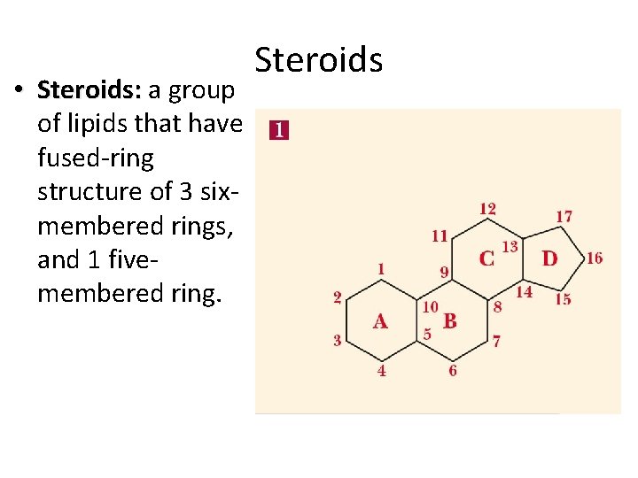 • Steroids: a group of lipids that have fused-ring structure of 3 sixmembered • Steroids: a group of lipids that have fused-ring structure of 3 sixmembered