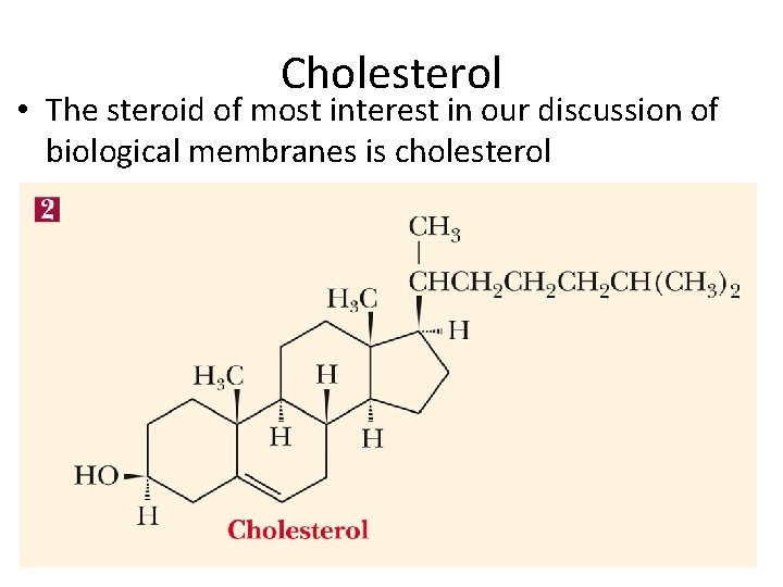 Cholesterol • The steroid of most interest in our discussion of biological membranes is Cholesterol • The steroid of most interest in our discussion of biological membranes is