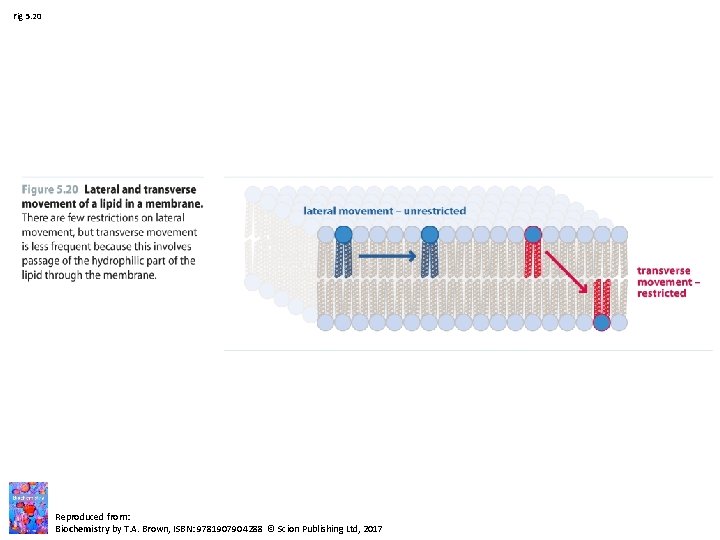 Fig 5. 20 Reproduced from: Biochemistry by T. A. Brown, ISBN: 9781907904288 © Scion Fig 5. 20 Reproduced from: Biochemistry by T. A. Brown, ISBN: 9781907904288 © Scion
