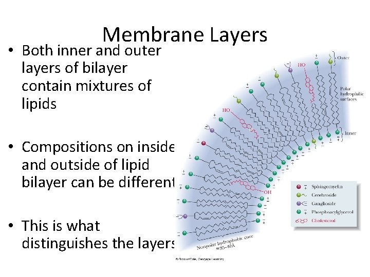 Membrane Layers • Both inner and outer layers of bilayer contain mixtures of lipids Membrane Layers • Both inner and outer layers of bilayer contain mixtures of lipids