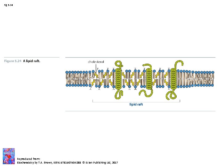 Fig 5. 24 Reproduced from: Biochemistry by T. A. Brown, ISBN: 9781907904288 © Scion Fig 5. 24 Reproduced from: Biochemistry by T. A. Brown, ISBN: 9781907904288 © Scion