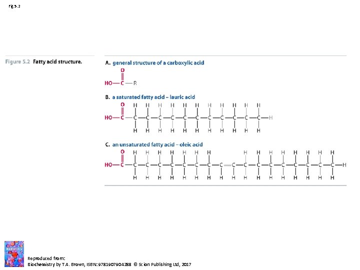 Fig 5. 2 Reproduced from: Biochemistry by T. A. Brown, ISBN: 9781907904288 © Scion Fig 5. 2 Reproduced from: Biochemistry by T. A. Brown, ISBN: 9781907904288 © Scion