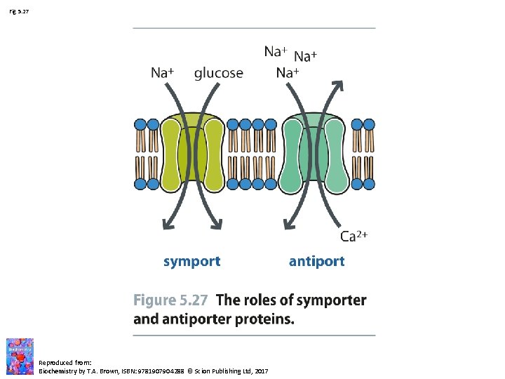 Fig 5. 27 Reproduced from: Biochemistry by T. A. Brown, ISBN: 9781907904288 © Scion Fig 5. 27 Reproduced from: Biochemistry by T. A. Brown, ISBN: 9781907904288 © Scion