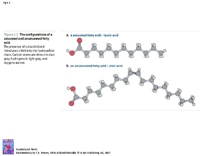 Fig 5. 3 Reproduced from: Biochemistry by T. A. Brown, ISBN: 9781907904288 © Scion Fig 5. 3 Reproduced from: Biochemistry by T. A. Brown, ISBN: 9781907904288 © Scion