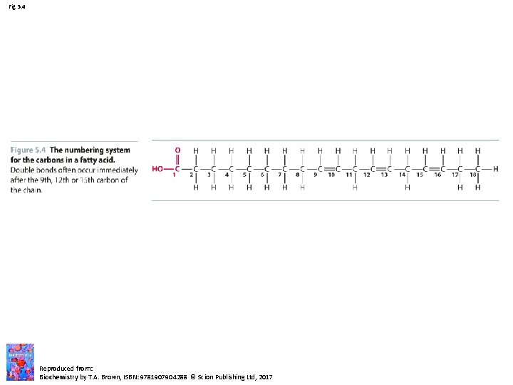 Fig 5. 4 Reproduced from: Biochemistry by T. A. Brown, ISBN: 9781907904288 © Scion Fig 5. 4 Reproduced from: Biochemistry by T. A. Brown, ISBN: 9781907904288 © Scion
