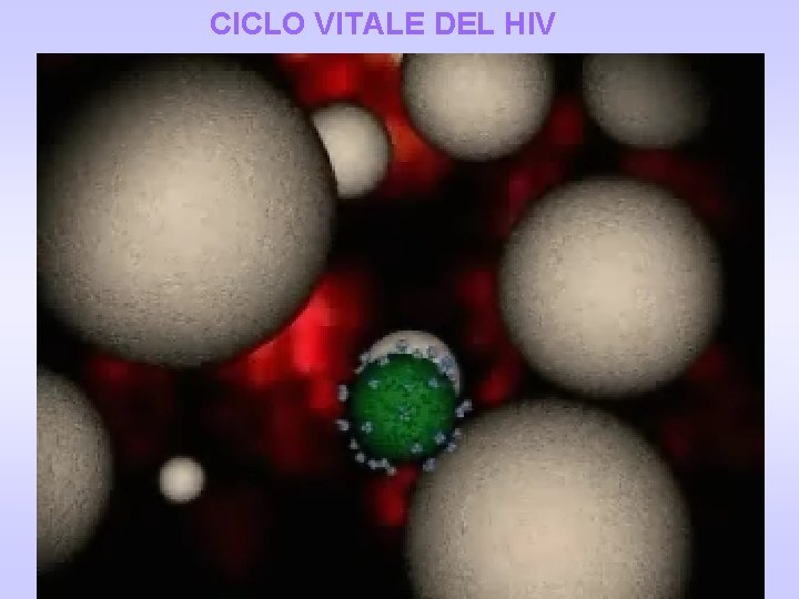 CICLO VITALE DEL HIV CICLO VITALE DEL HIV