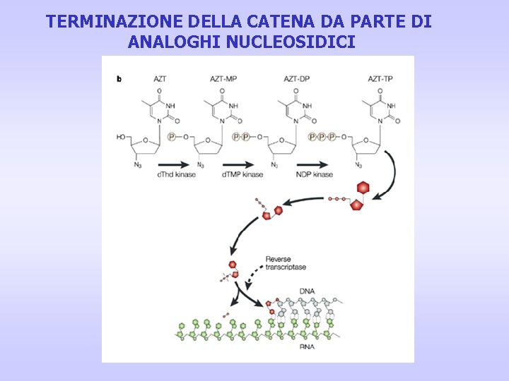 TERMINAZIONE DELLA CATENA DA PARTE DI ANALOGHI NUCLEOSIDICI TERMINAZIONE DELLA CATENA DA PARTE DI ANALOGHI NUCLEOSIDICI