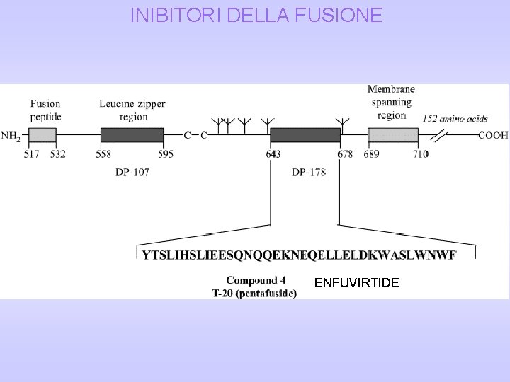 INIBITORI DELLA FUSIONE ENFUVIRTIDE INIBITORI DELLA FUSIONE ENFUVIRTIDE