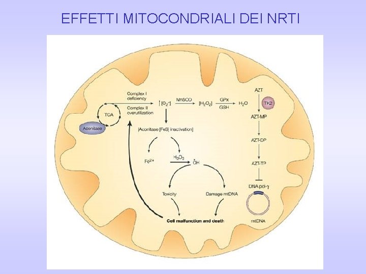 EFFETTI MITOCONDRIALI DEI NRTI EFFETTI MITOCONDRIALI DEI NRTI