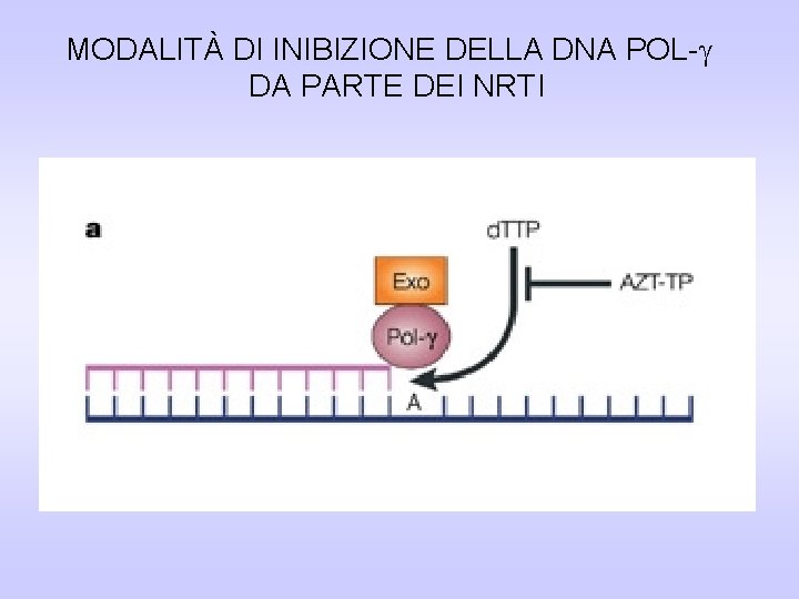 MODALITÀ DI INIBIZIONE DELLA DNA POL- DA PARTE DEI NRTI MODALITÀ DI INIBIZIONE DELLA DNA POL- DA PARTE DEI NRTI