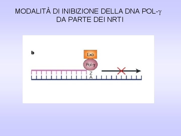 MODALITÀ DI INIBIZIONE DELLA DNA POL- DA PARTE DEI NRTI MODALITÀ DI INIBIZIONE DELLA DNA POL- DA PARTE DEI NRTI
