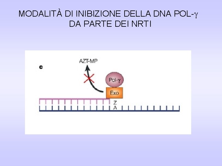 MODALITÀ DI INIBIZIONE DELLA DNA POL- DA PARTE DEI NRTI MODALITÀ DI INIBIZIONE DELLA DNA POL- DA PARTE DEI NRTI