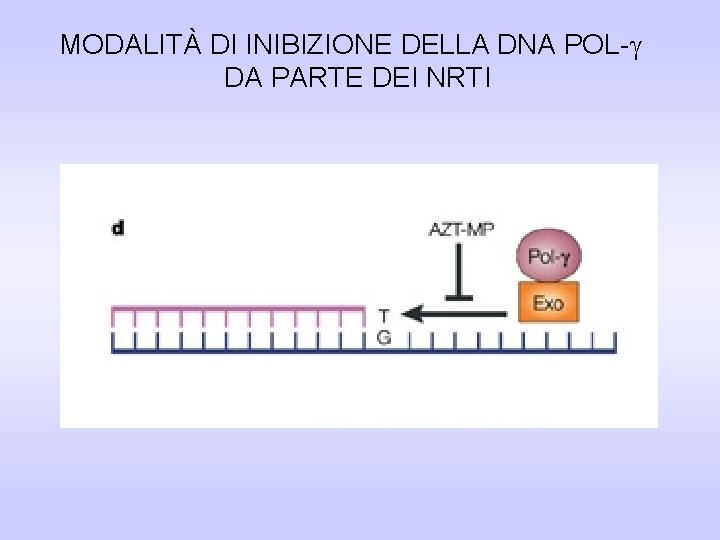 MODALITÀ DI INIBIZIONE DELLA DNA POL- DA PARTE DEI NRTI MODALITÀ DI INIBIZIONE DELLA DNA POL- DA PARTE DEI NRTI