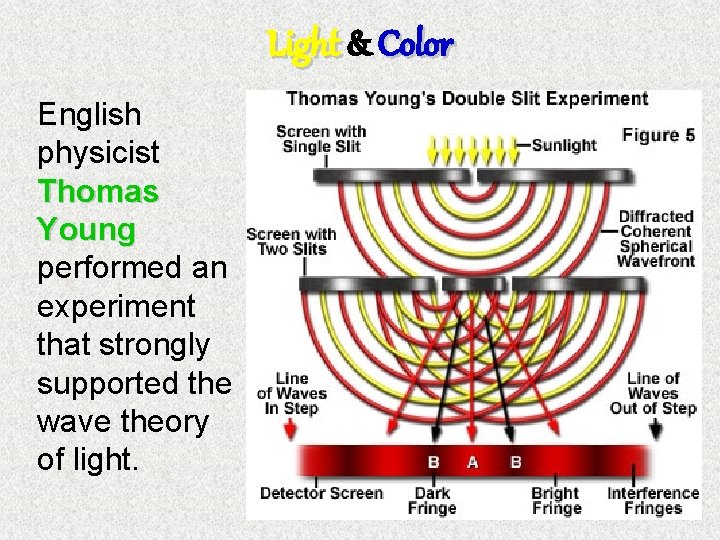 Light & Color English physicist Thomas Young performed an experiment that strongly supported the