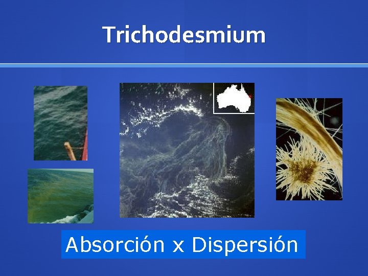 Trichodesmium Absorción x Dispersión 