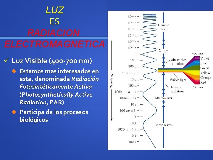 LUZ ES RADIACION ELECTROMAGNETICA ü Luz Visible (400 -700 nm) Estamos mas interesados en