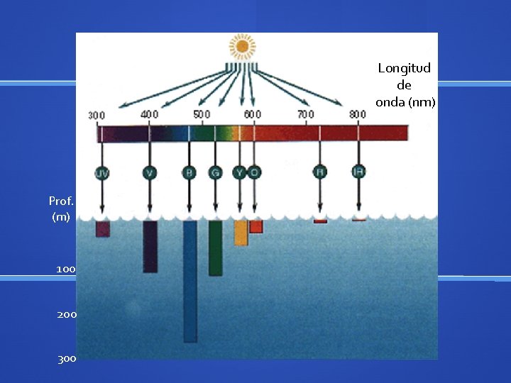 Longitud de onda (nm) Prof. (m) 100 200 300 