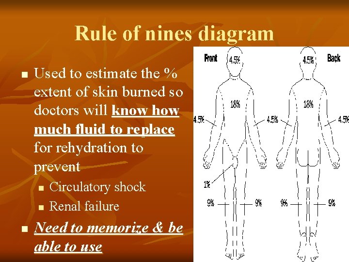 Rule of nines diagram n Used to estimate the % extent of skin burned