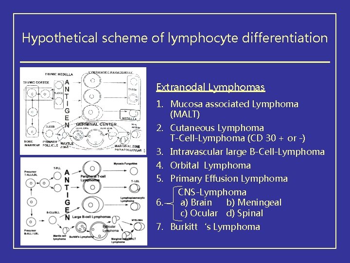 Hypothetical scheme of lymphocyte differentiation Extranodal Lymphomas 1. Mucosa associated Lymphoma (MALT) 2. Cutaneous