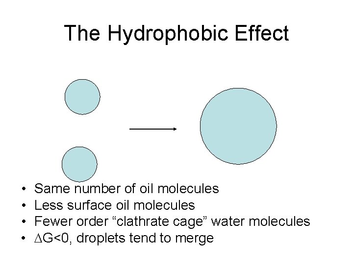 The Hydrophobic Effect • • Same number of oil molecules Less surface oil molecules
