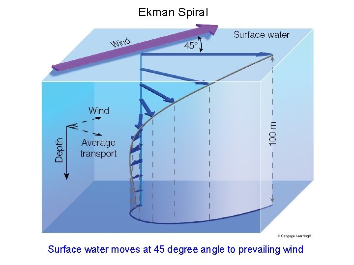 Ekman Spiral Surface water moves at 45 degree angle to prevailing wind 