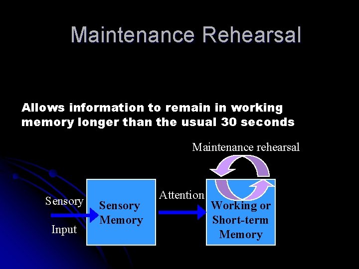 Maintenance Rehearsal Allows information to remain in working memory longer than the usual 30