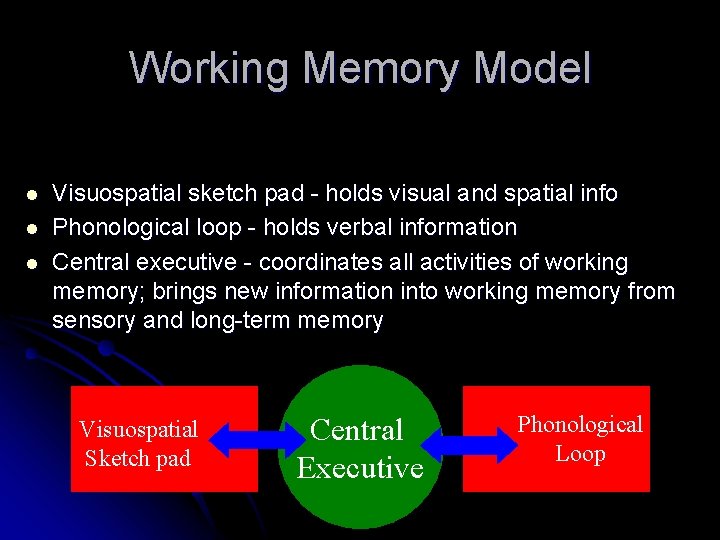 Working Memory Model l Visuospatial sketch pad - holds visual and spatial info Phonological