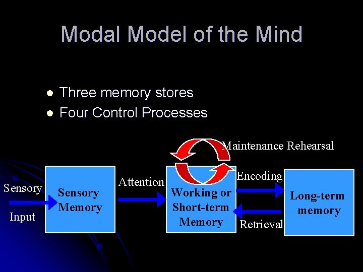 Modal Model of the Mind l l Three memory stores Four Control Processes Maintenance