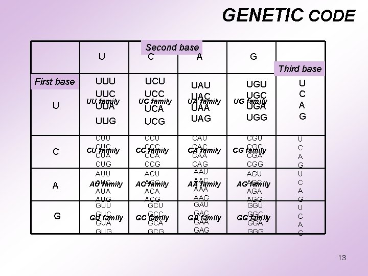 GENETIC CODE U Second base C A G Third base First base U UUC GENETIC CODE U Second base C A G Third base First base U UUC