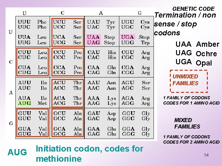GENETIC CODE Termination / non sense / stop codons UAA Amber UAG Ochre UGA GENETIC CODE Termination / non sense / stop codons UAA Amber UAG Ochre UGA