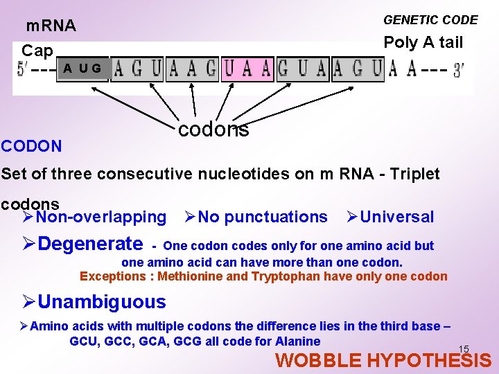 GENETIC CODE m. RNA Cap Poly A tail A UG codons CODON Set of GENETIC CODE m. RNA Cap Poly A tail A UG codons CODON Set of