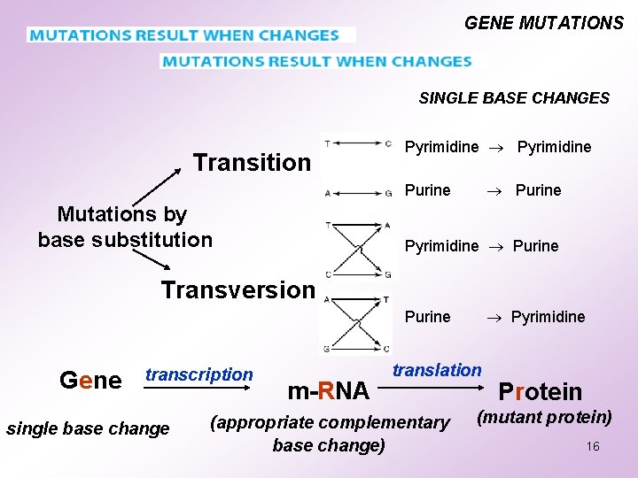 GENE MUTATIONS SINGLE BASE CHANGES Transition Pyrimidine Purine Mutations by base substitution Pyrimidine Purine GENE MUTATIONS SINGLE BASE CHANGES Transition Pyrimidine Purine Mutations by base substitution Pyrimidine Purine