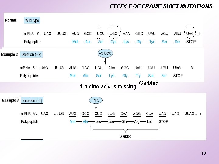 EFFECT OF FRAME SHIFT MUTATIONS 1 amino acid is missing Garbled 18 EFFECT OF FRAME SHIFT MUTATIONS 1 amino acid is missing Garbled 18
