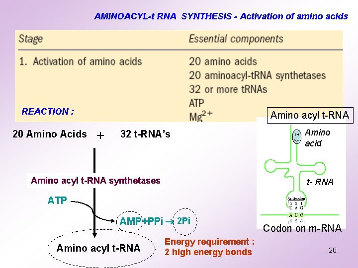 AMINOACYL-t RNA SYNTHESIS - Activation of amino acids REACTION : 20 Amino Acids Amino AMINOACYL-t RNA SYNTHESIS - Activation of amino acids REACTION : 20 Amino Acids Amino